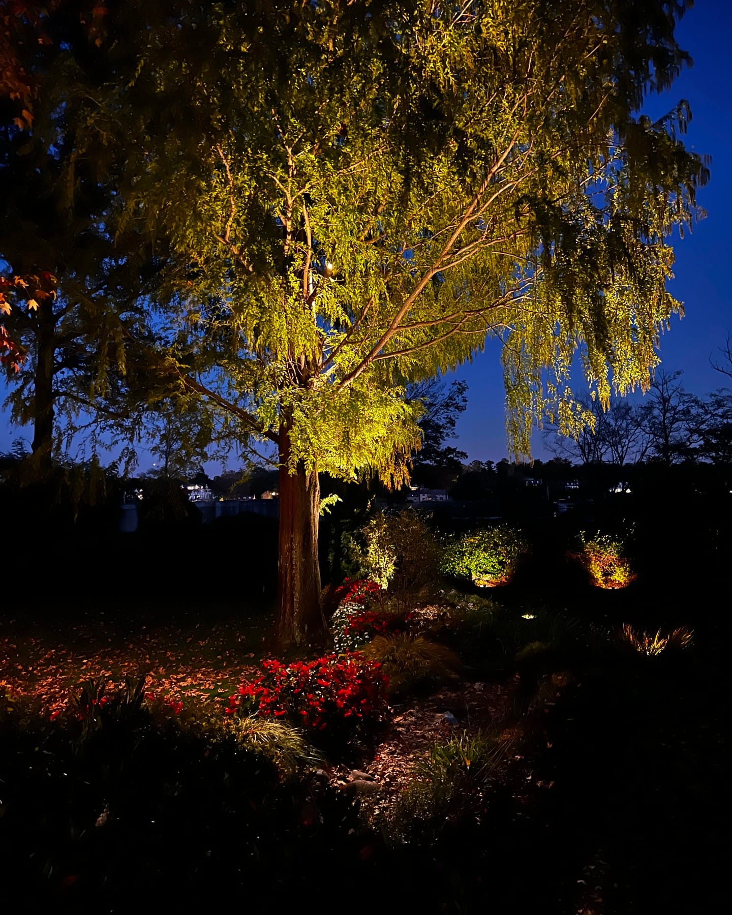 moonlight pathway lights among plants
