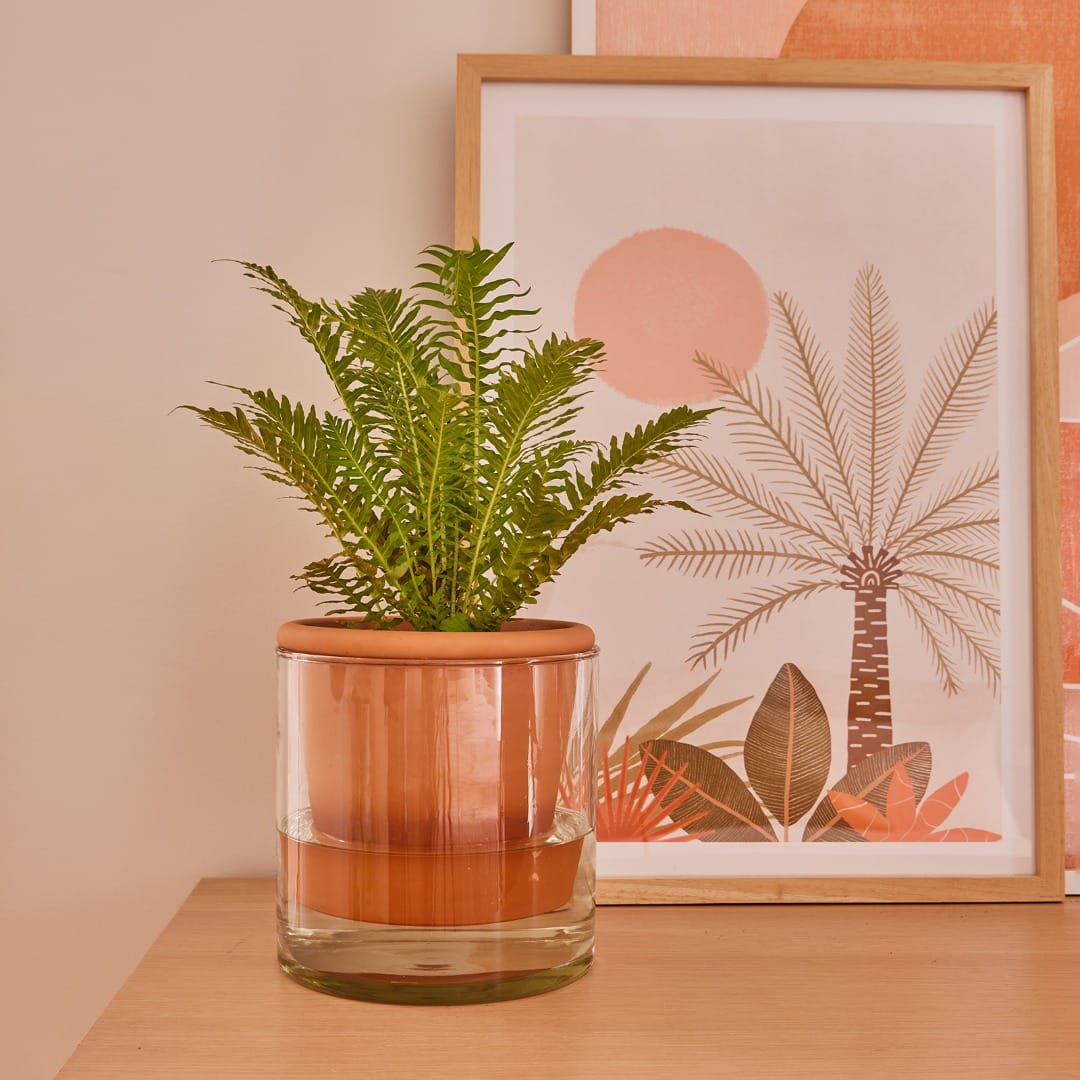 self-watering pot with herbs