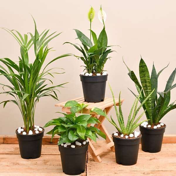 air-purifying plants in morning sun