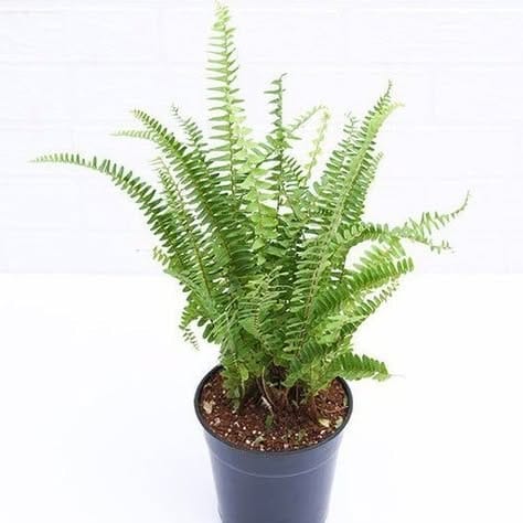 boston fern in hanging basket