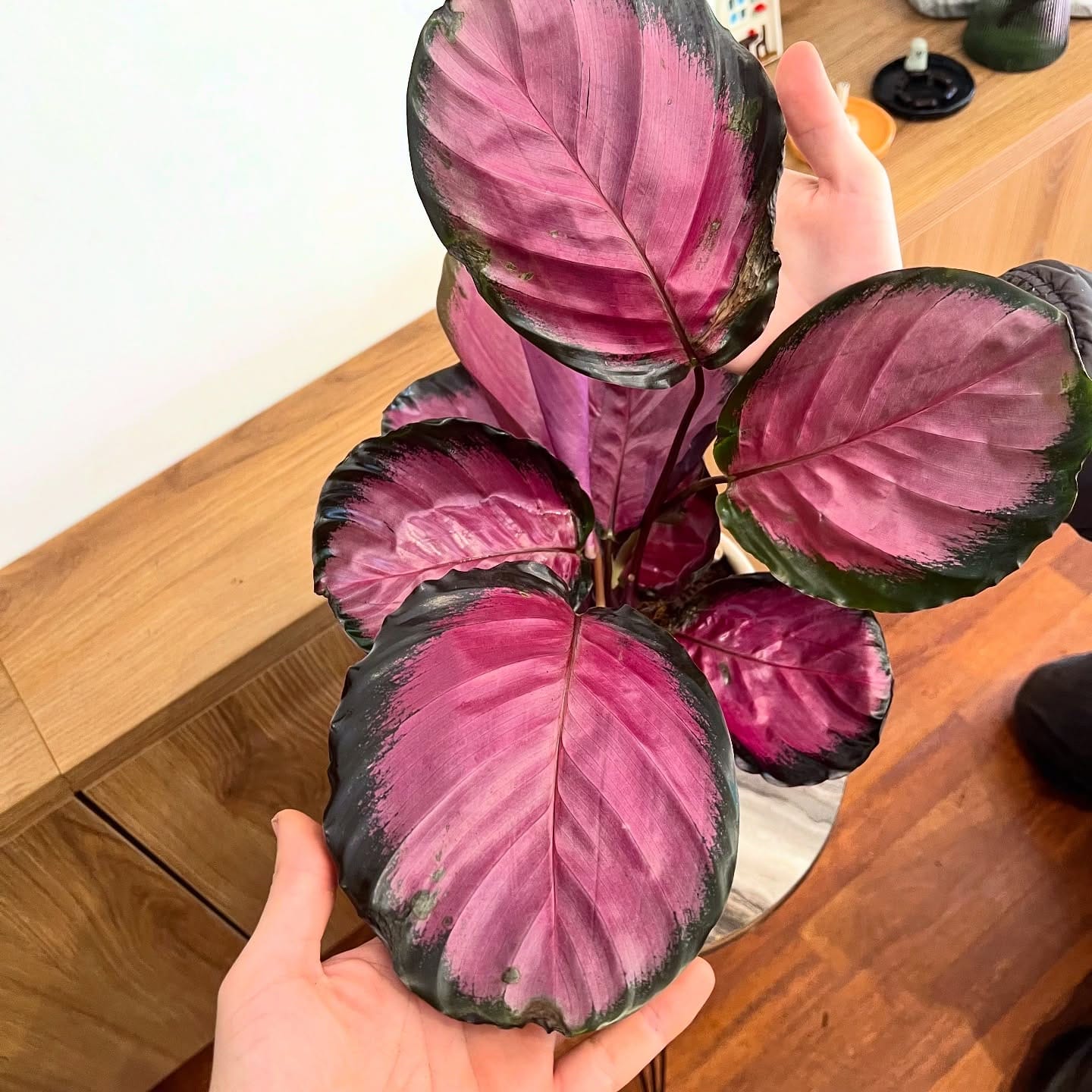 calathea plant cluster with assorted patterns