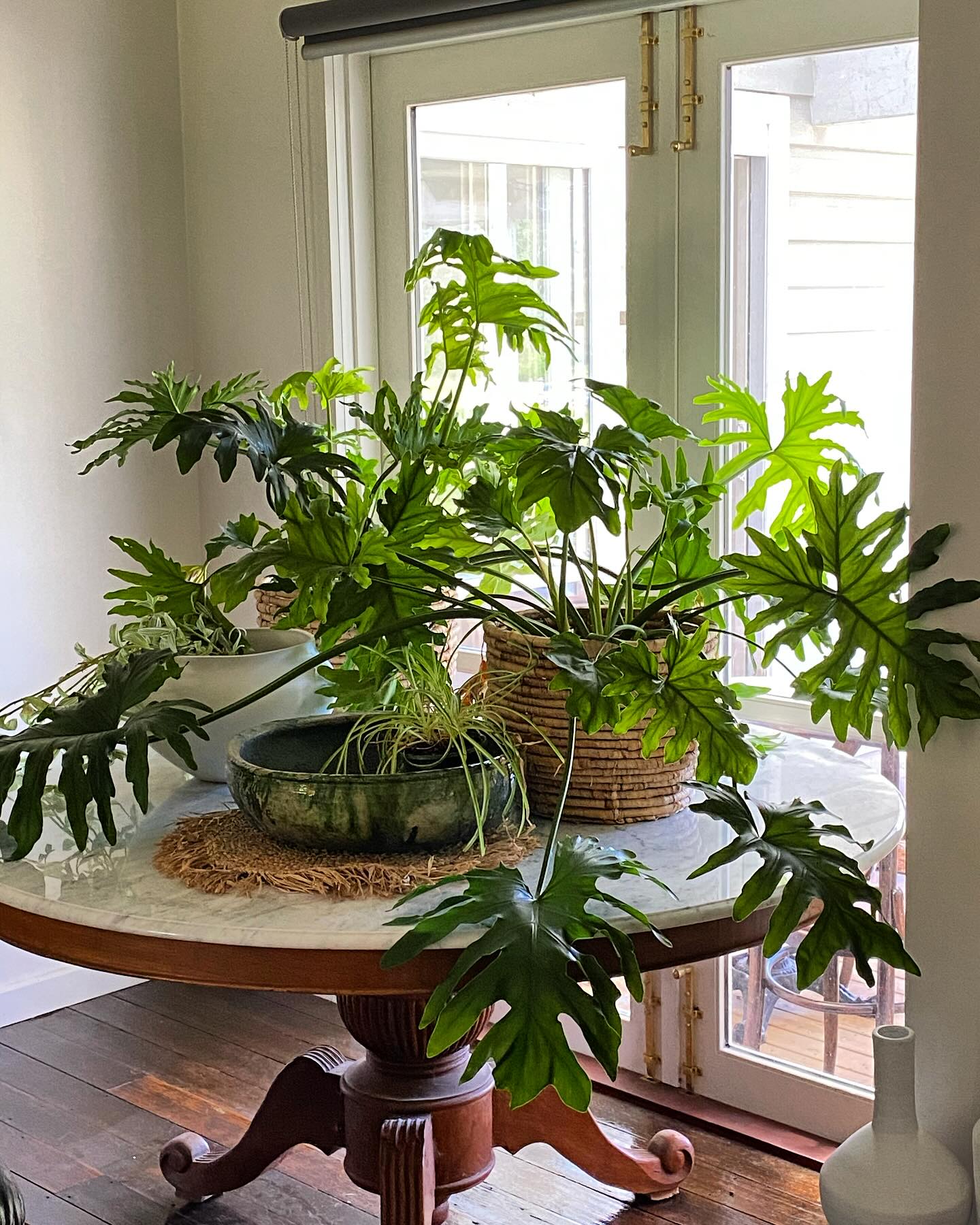 indoor plant casting shadows