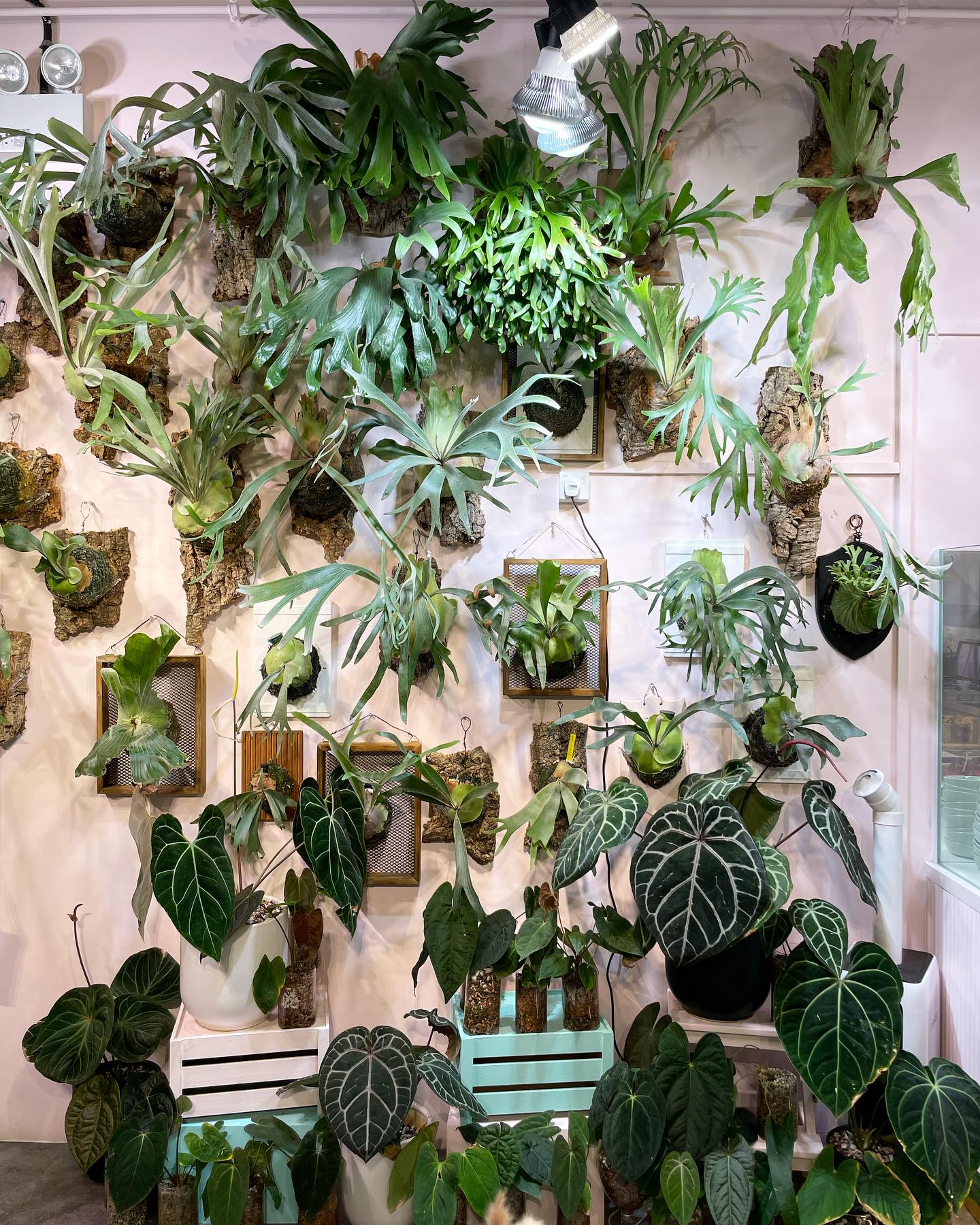 glasshouse with exotic plants projection