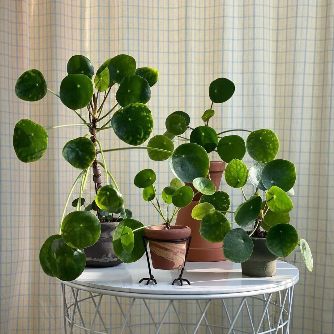 Chinese money plant in sleek pot on contemporary windowsill