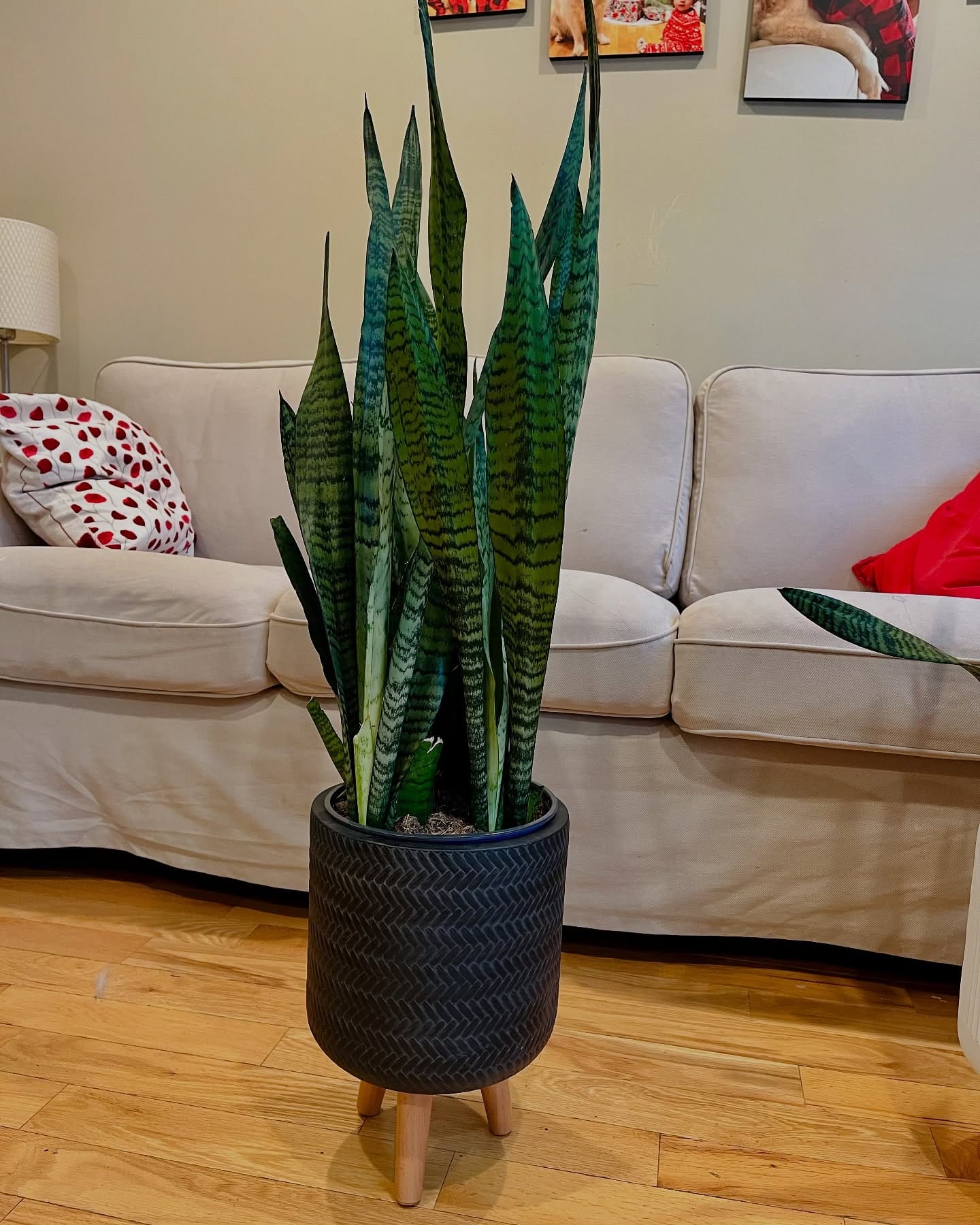 snake plant on top of a sleek metal record cabinet