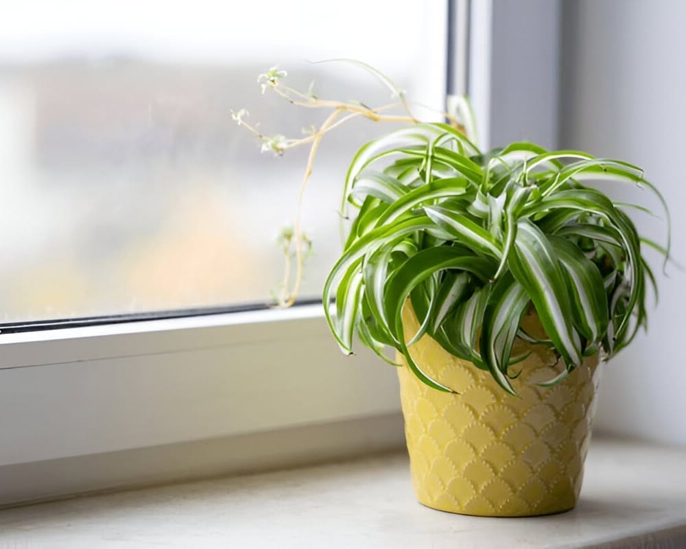 Spider plant in hanging macrame holder
