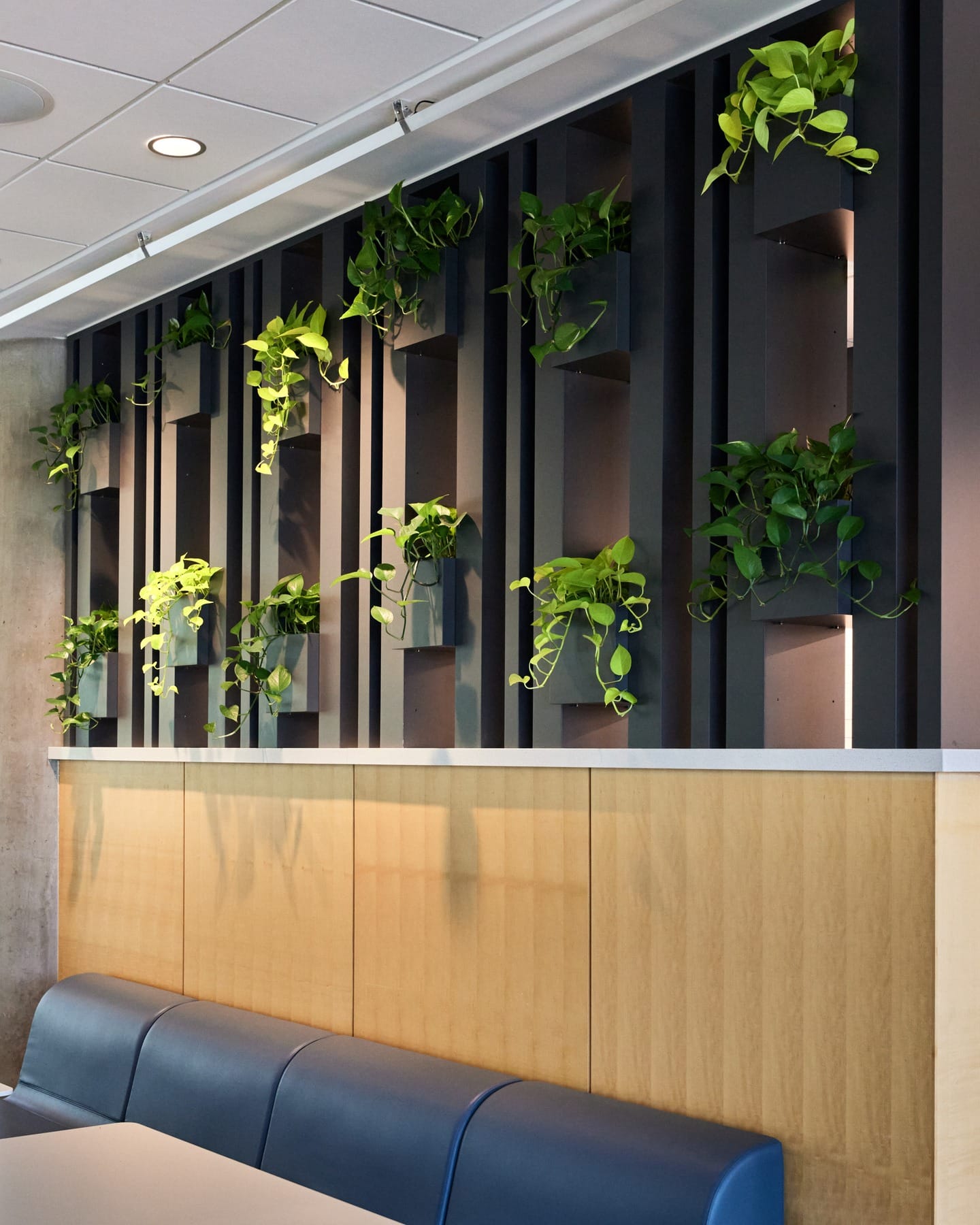 tall bamboo plant between seating areas