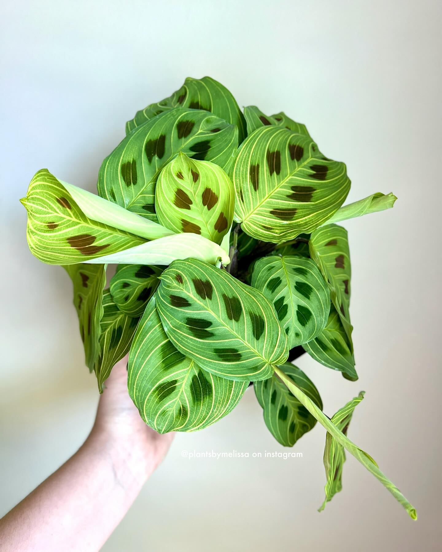 maranta plant on a shelf