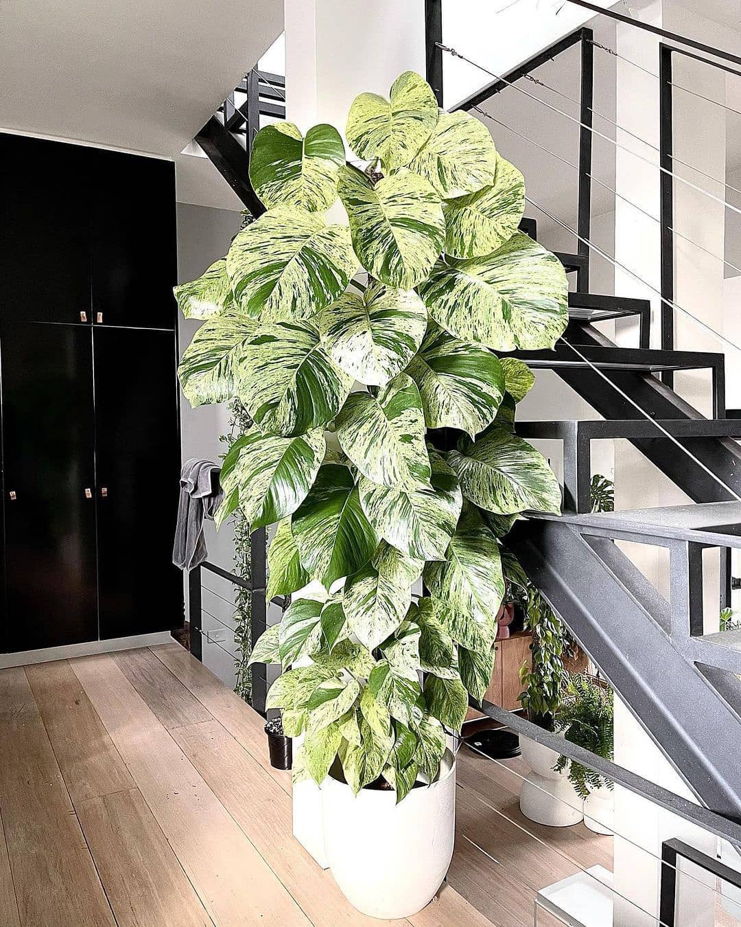 Vibrant marble queen pothos in a hanging wicker basket