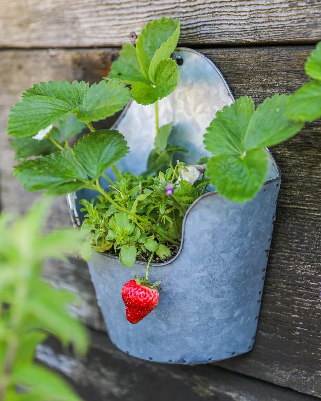 magnetic planters with sage and basil