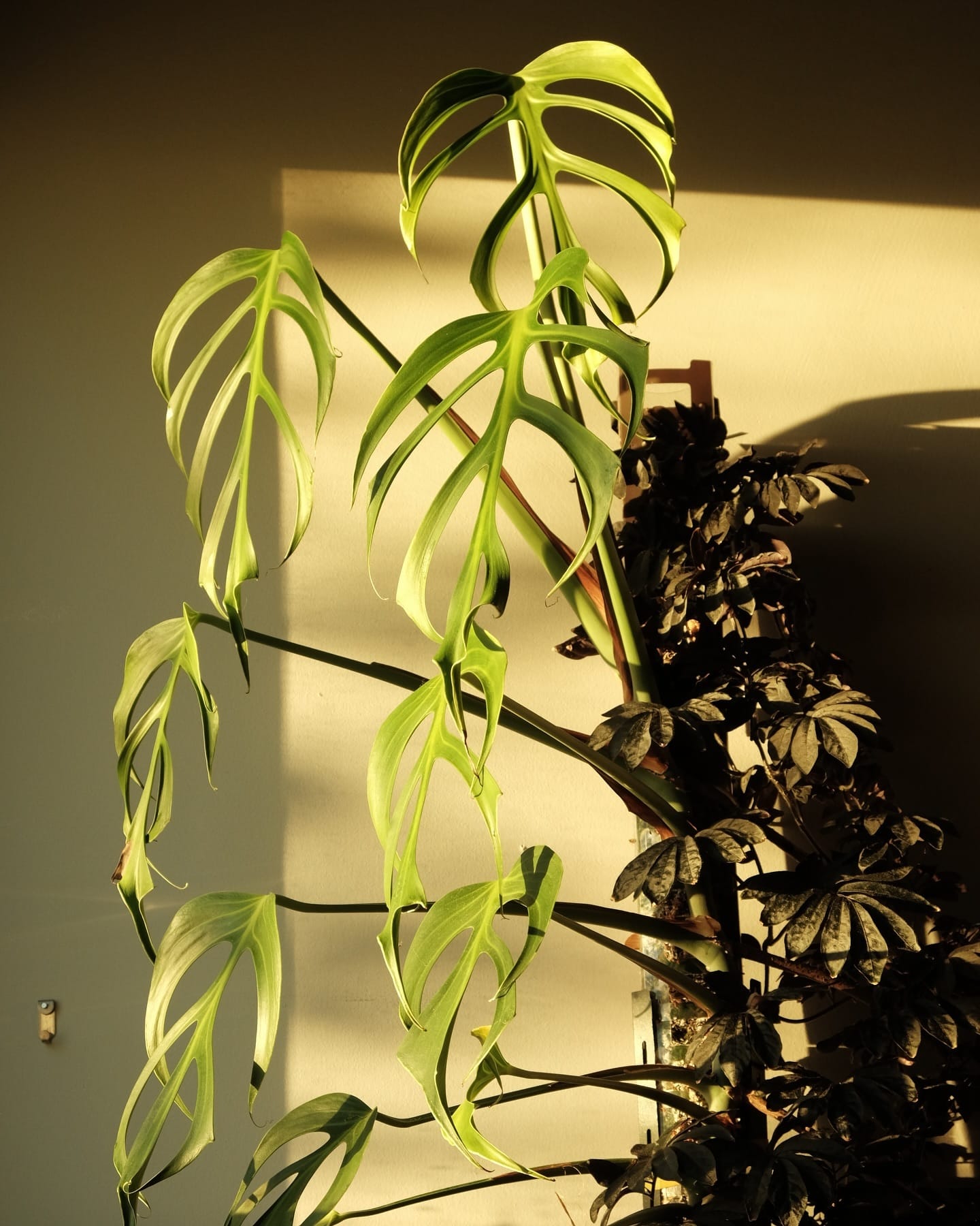 lush green plants by east-facing window