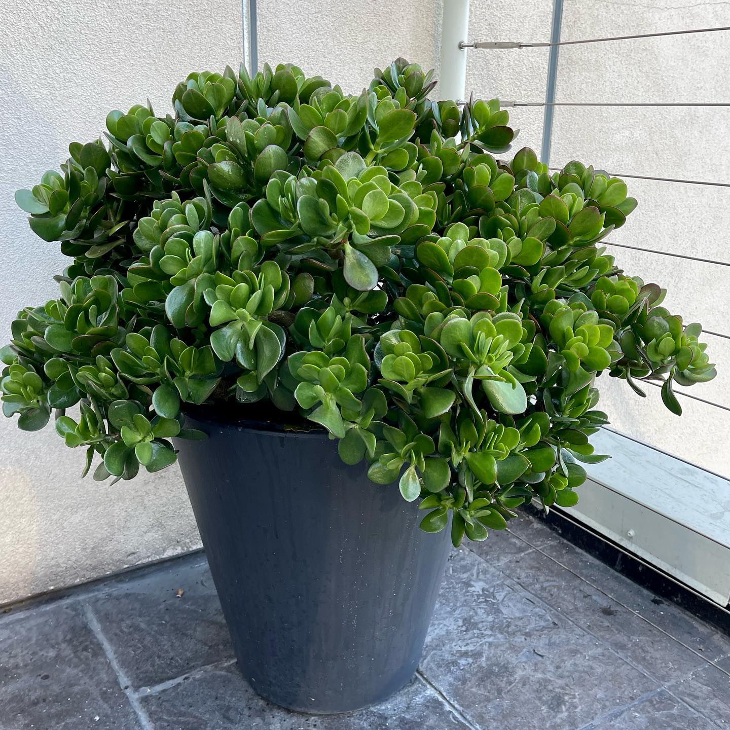 jade plant on a coffee table