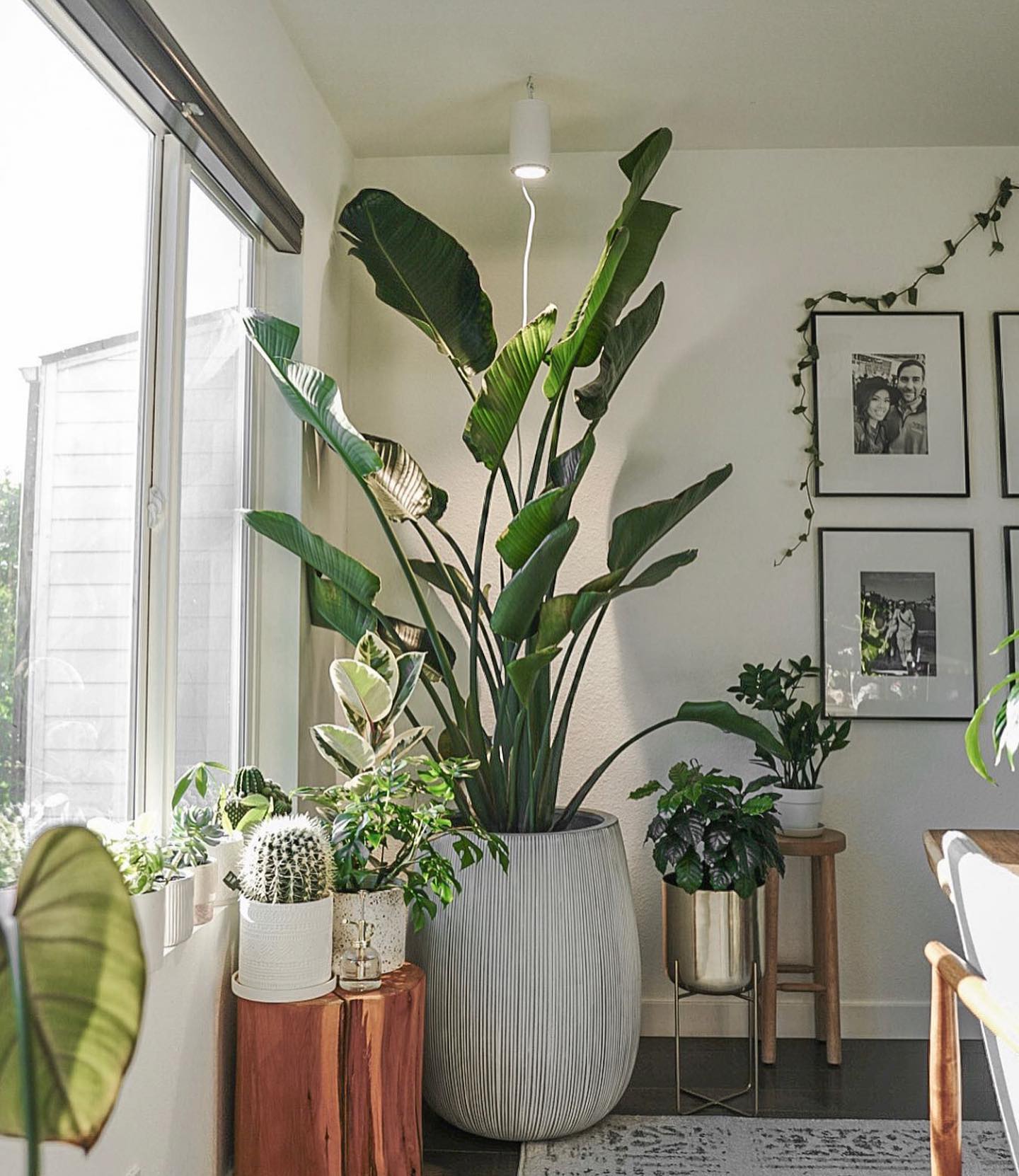 bird of paradise leaves creating vibrant shadows