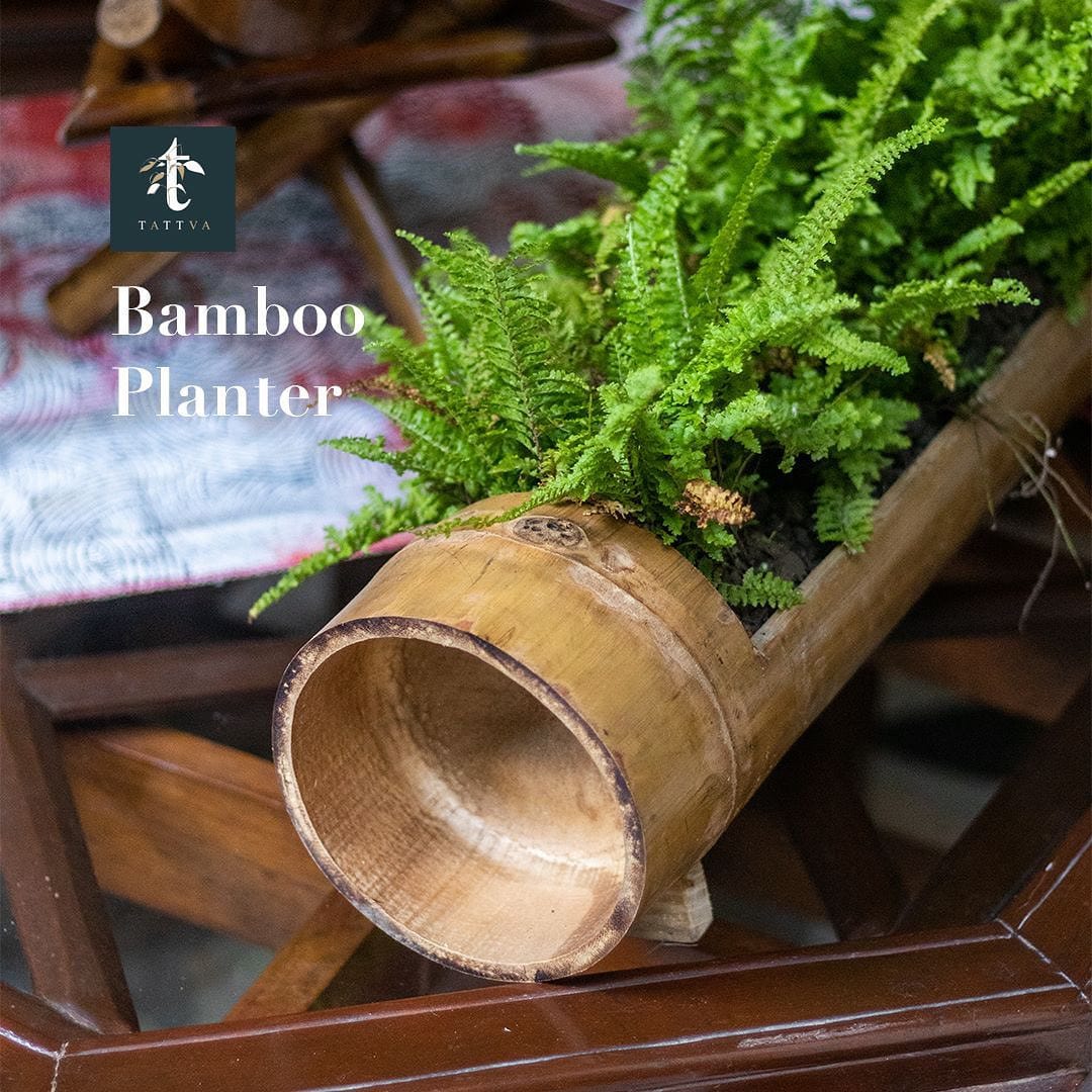 bamboo cylinder planter with bamboo plant