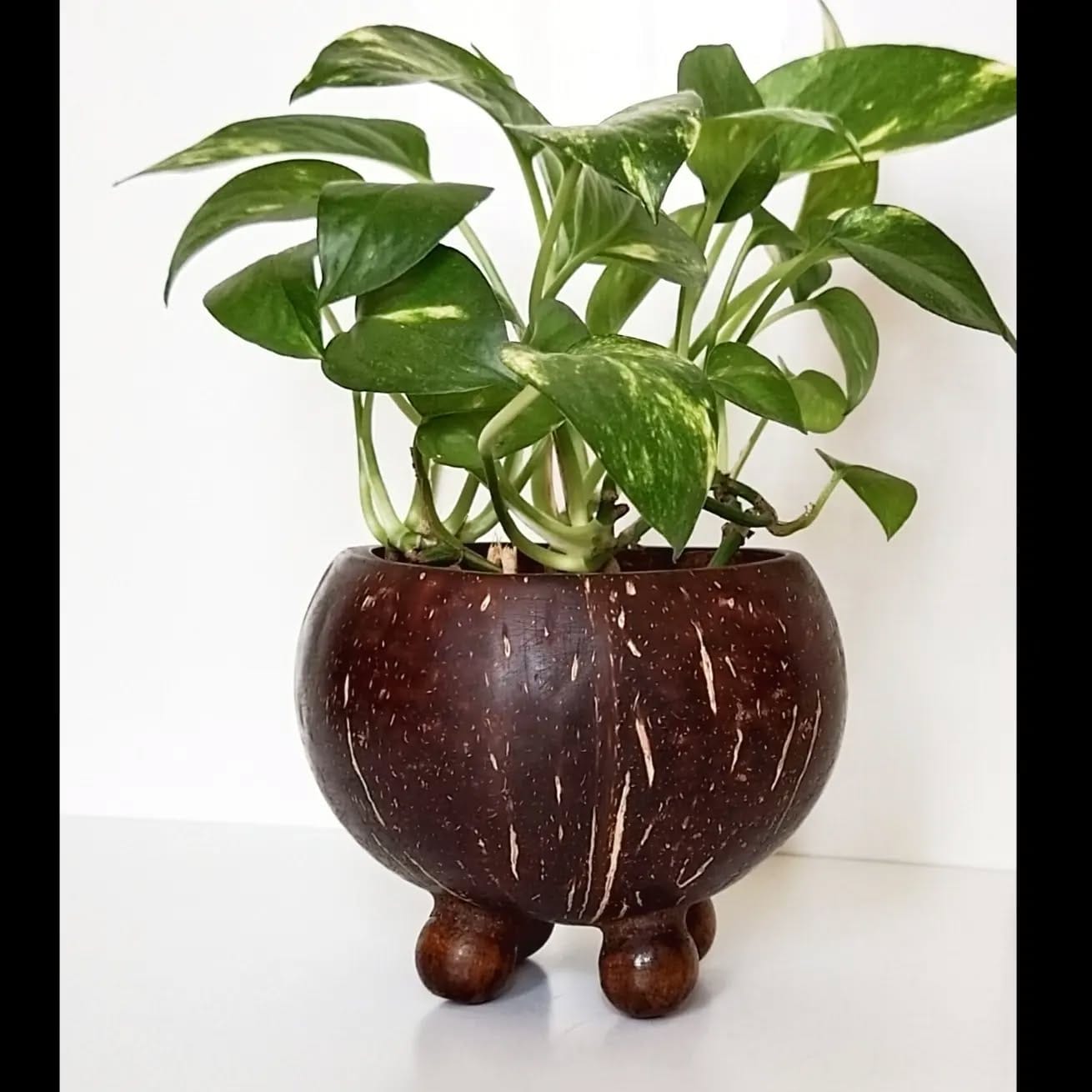 shell-embellished pot with small palm