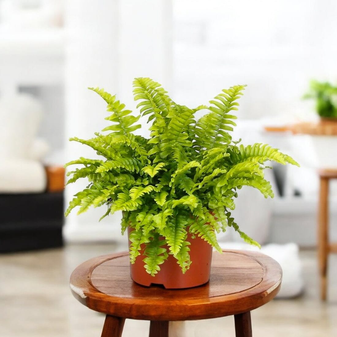 Boston fern in hanging macrame holder