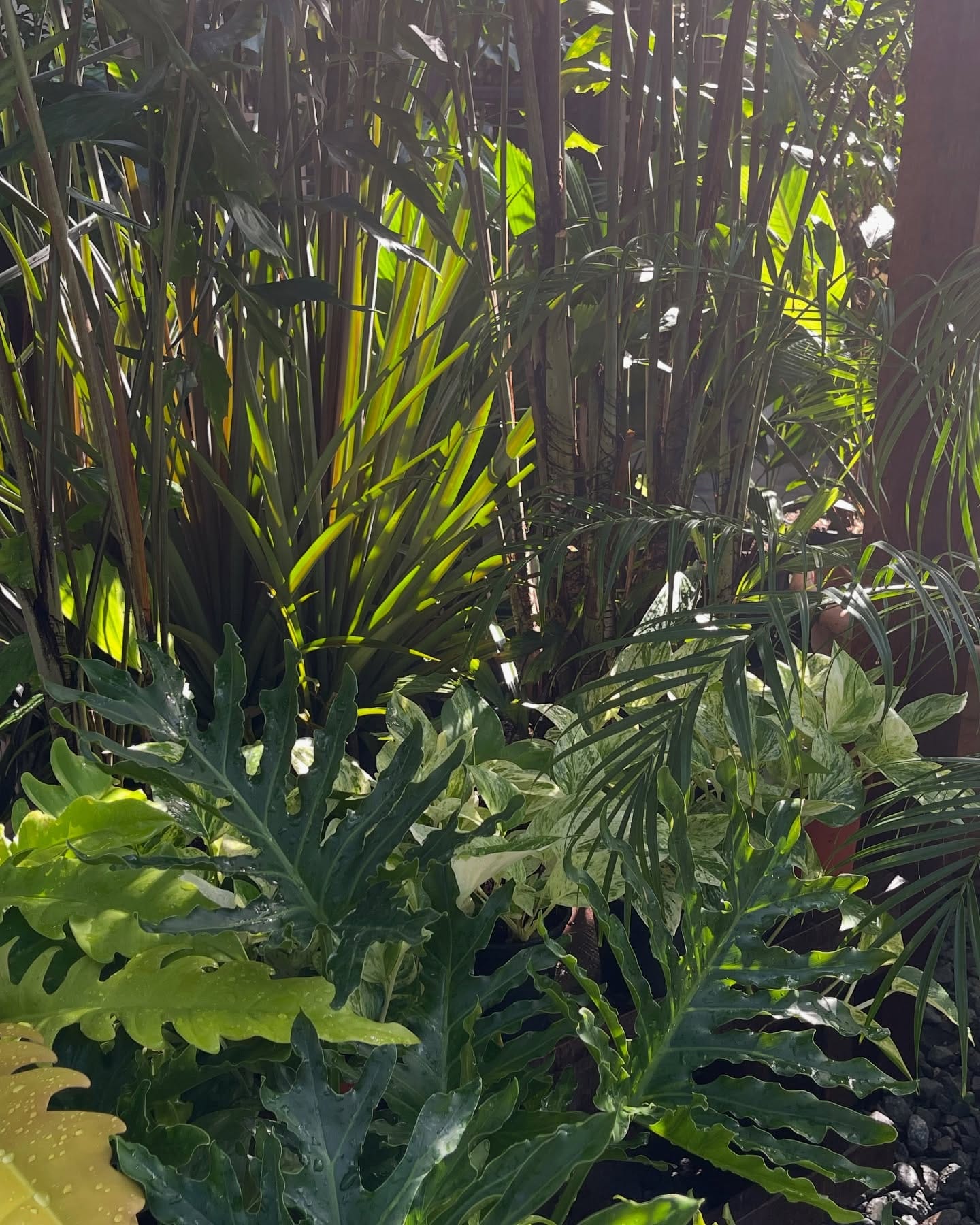 vibrant jungle wall projection