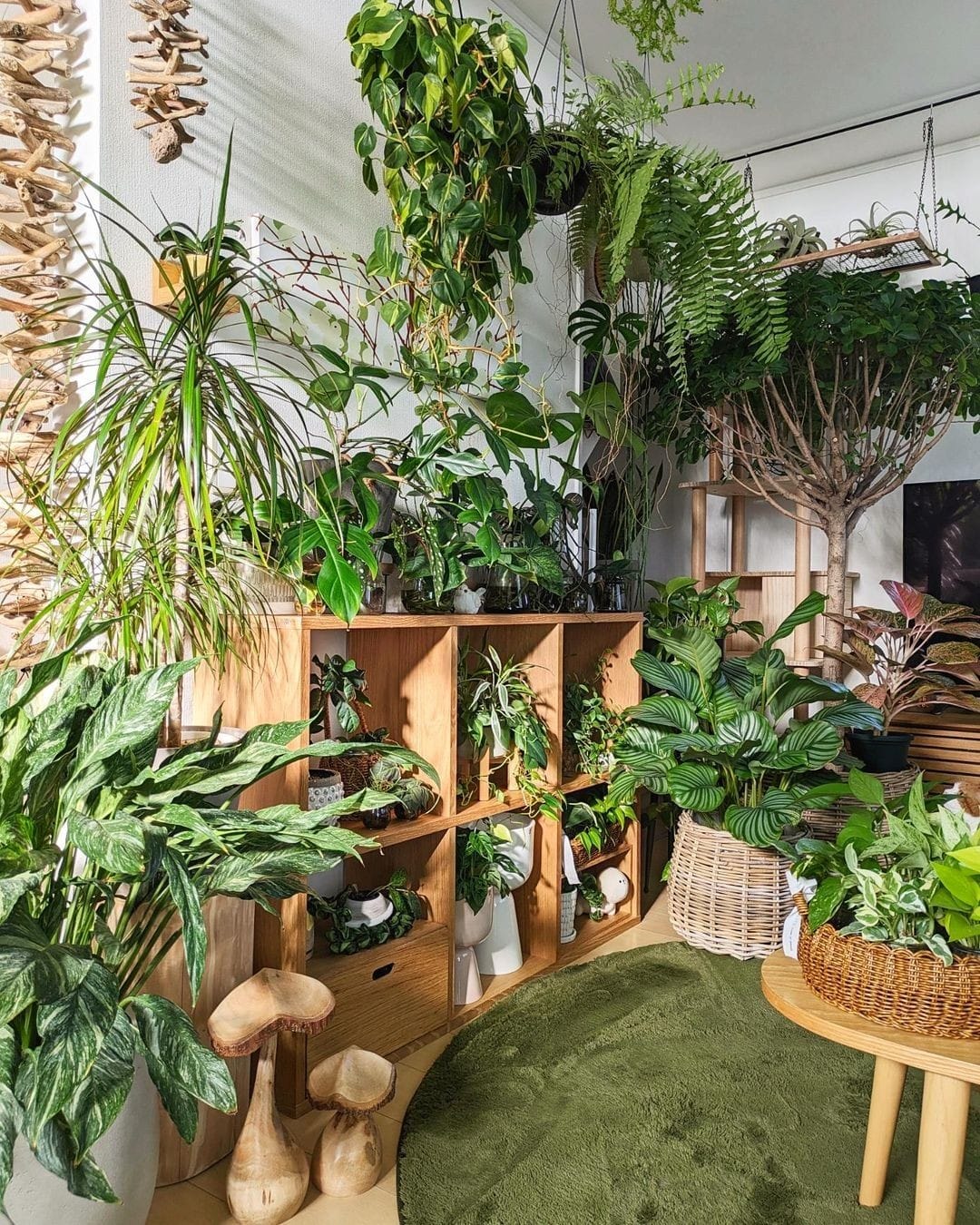 Sunlit windowsill overflowing with plants