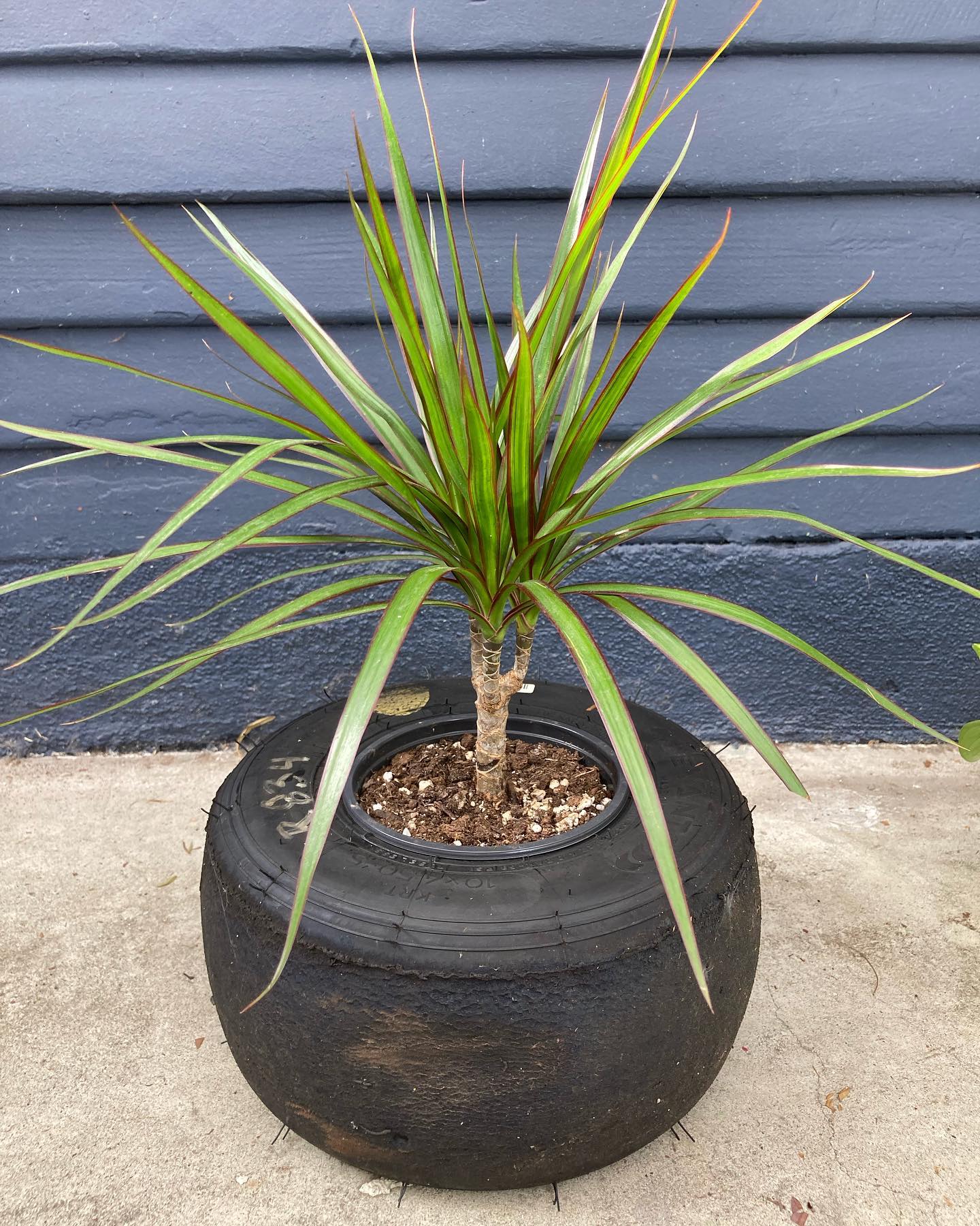 colorful stacked tire planter