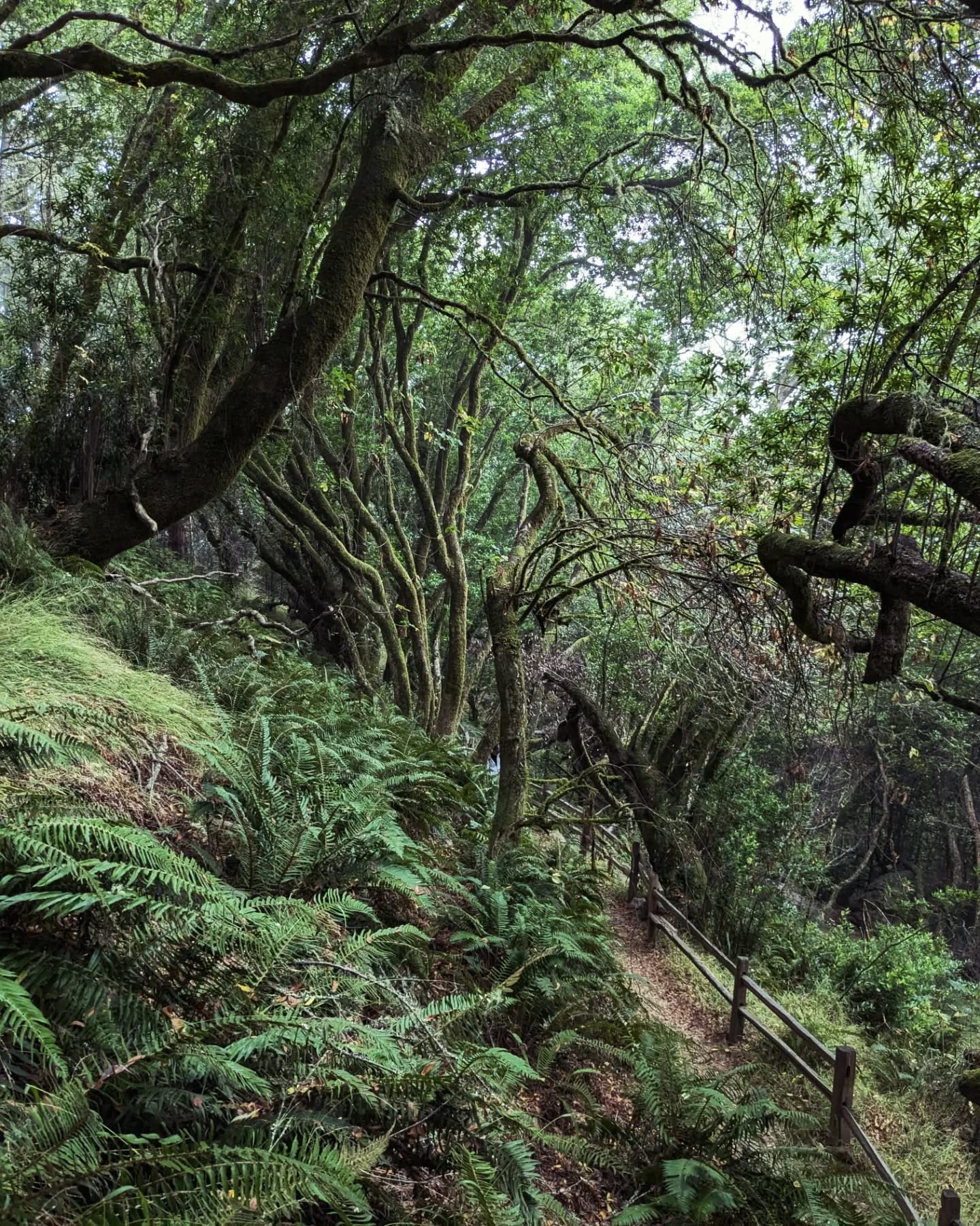 magical woodland projection