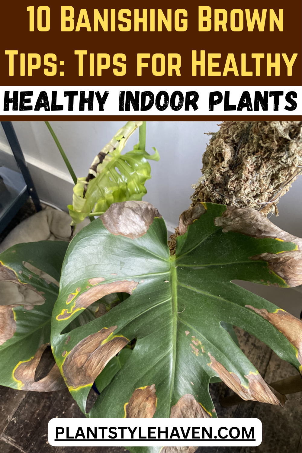 Banishing Brown Tips: Tips for Healthy Indoor Plants