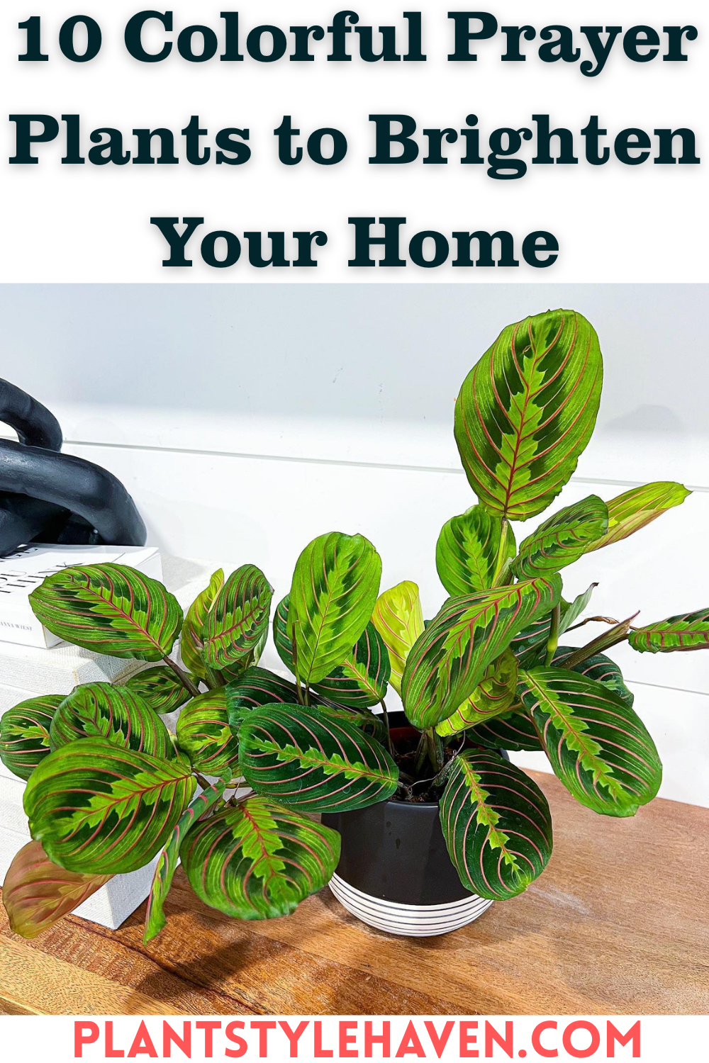 10 Colorful Prayer Plants to Brighten Your Home