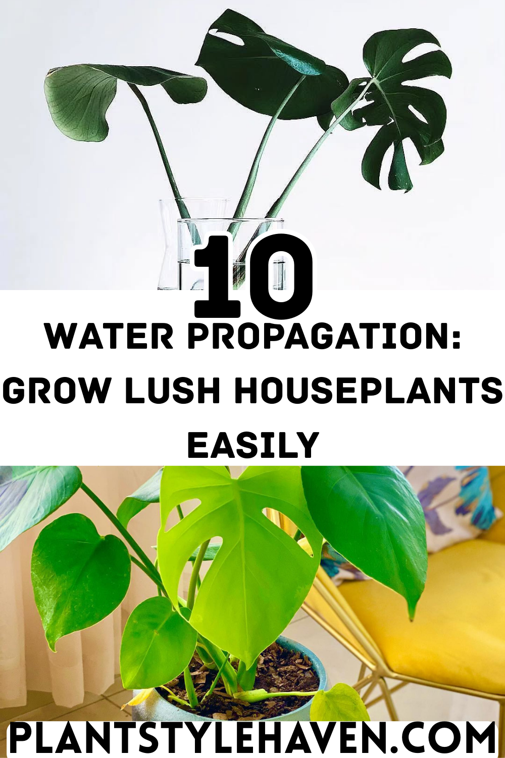Water Propagation: Grow Lush Houseplants Easily