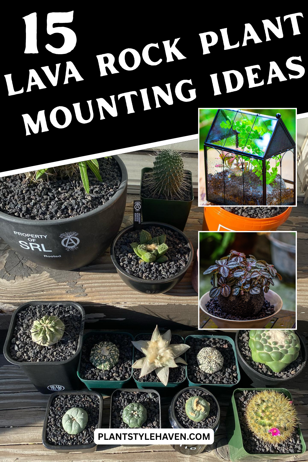 15 Creative Lava Rock Plant Mounting Ideas