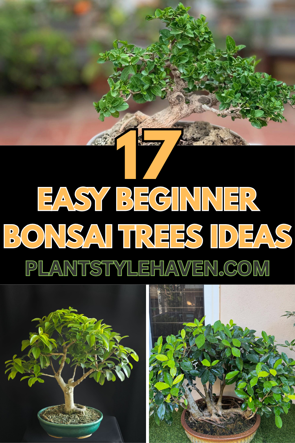 17 Easy Beginner Bonsai Trees to Beautify Your Space