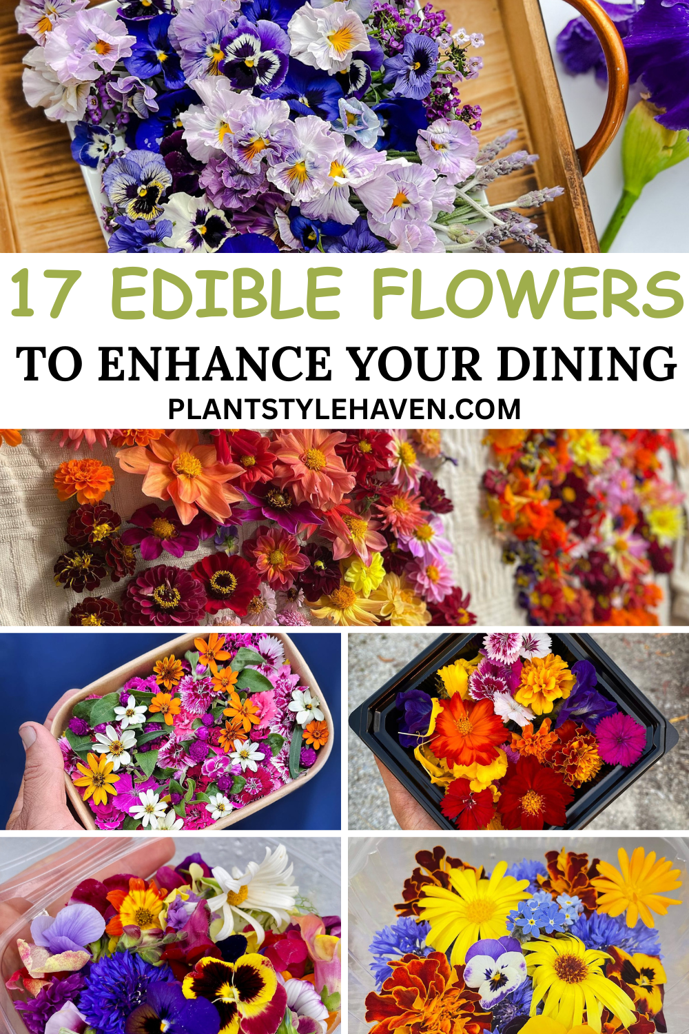 17 Edible Flowers to Enhance Your Dining Experience