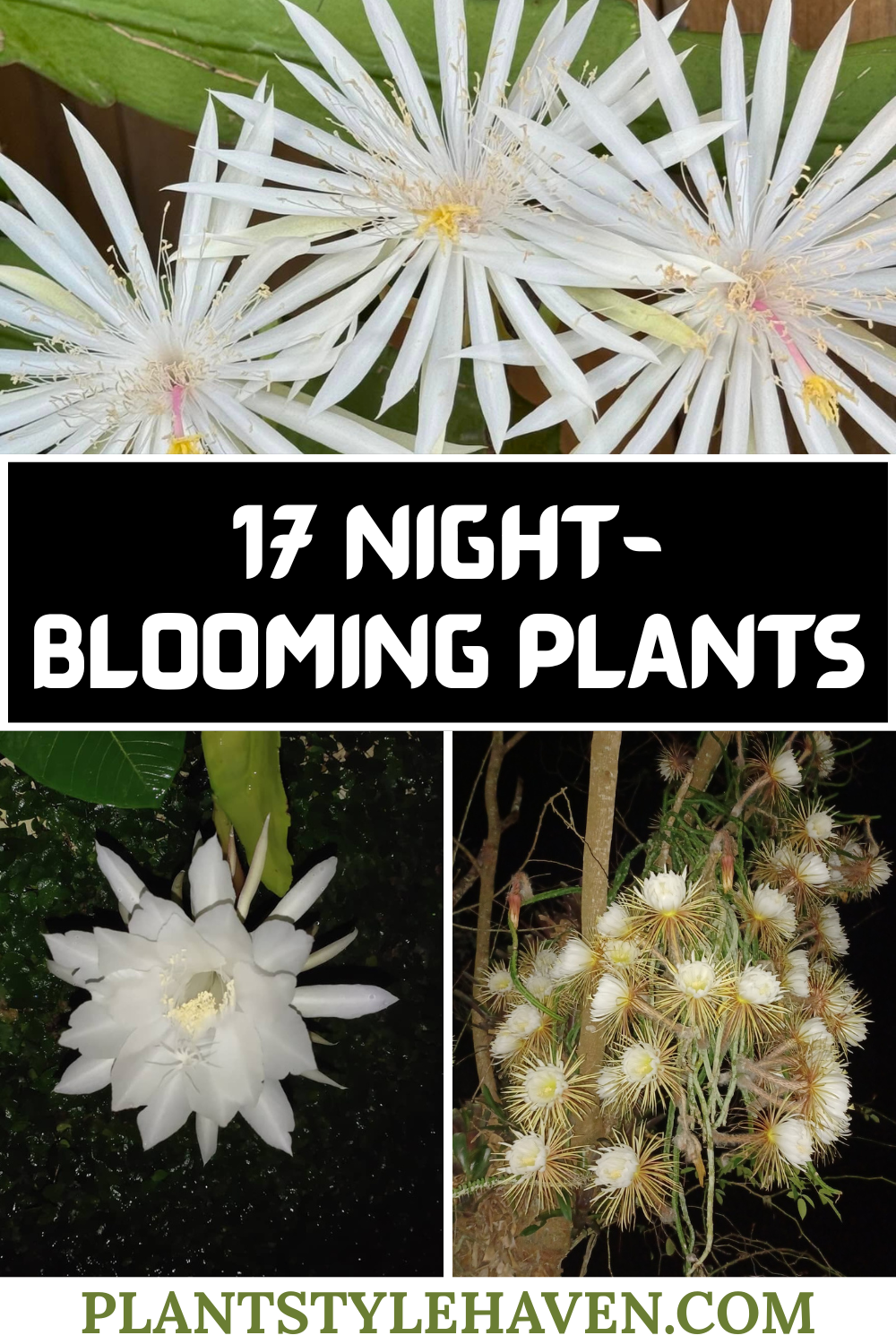 17 Enchanting Night-Blooming Plants for Your Garden