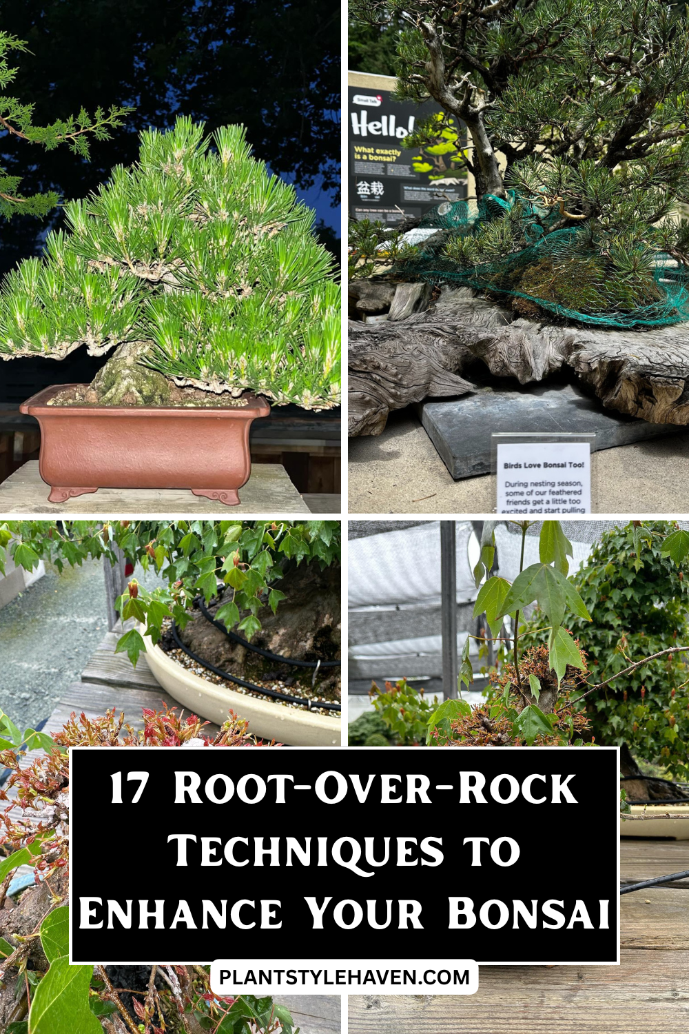 17 Root-Over-Rock Techniques to Enhance Your Bonsai