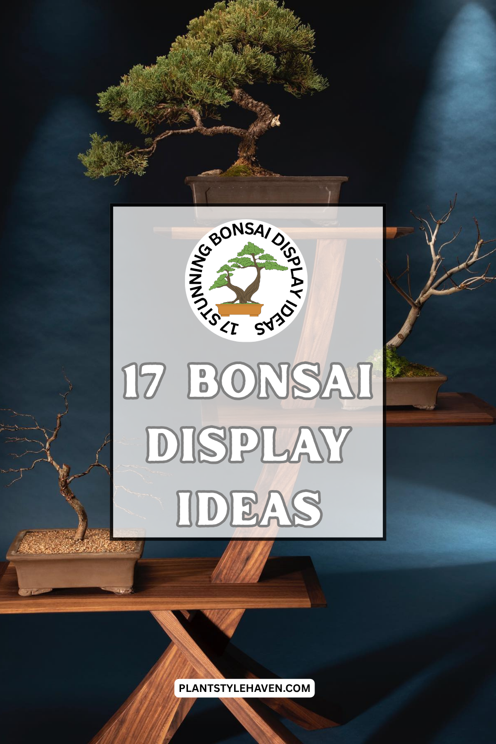17 Stunning Bonsai Display Ideas to Enhance Your Space