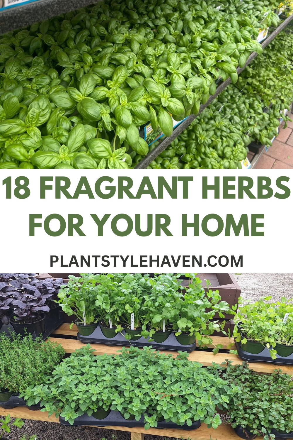 18 Fragrant Herbs to Transform Your Home