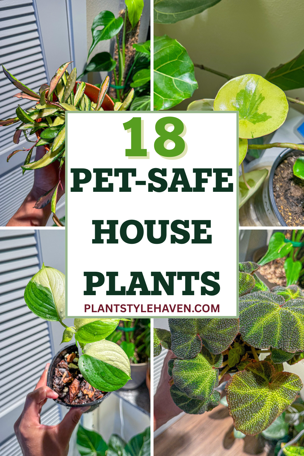 18 Pet-Safe Houseplants to Brighten Your Home