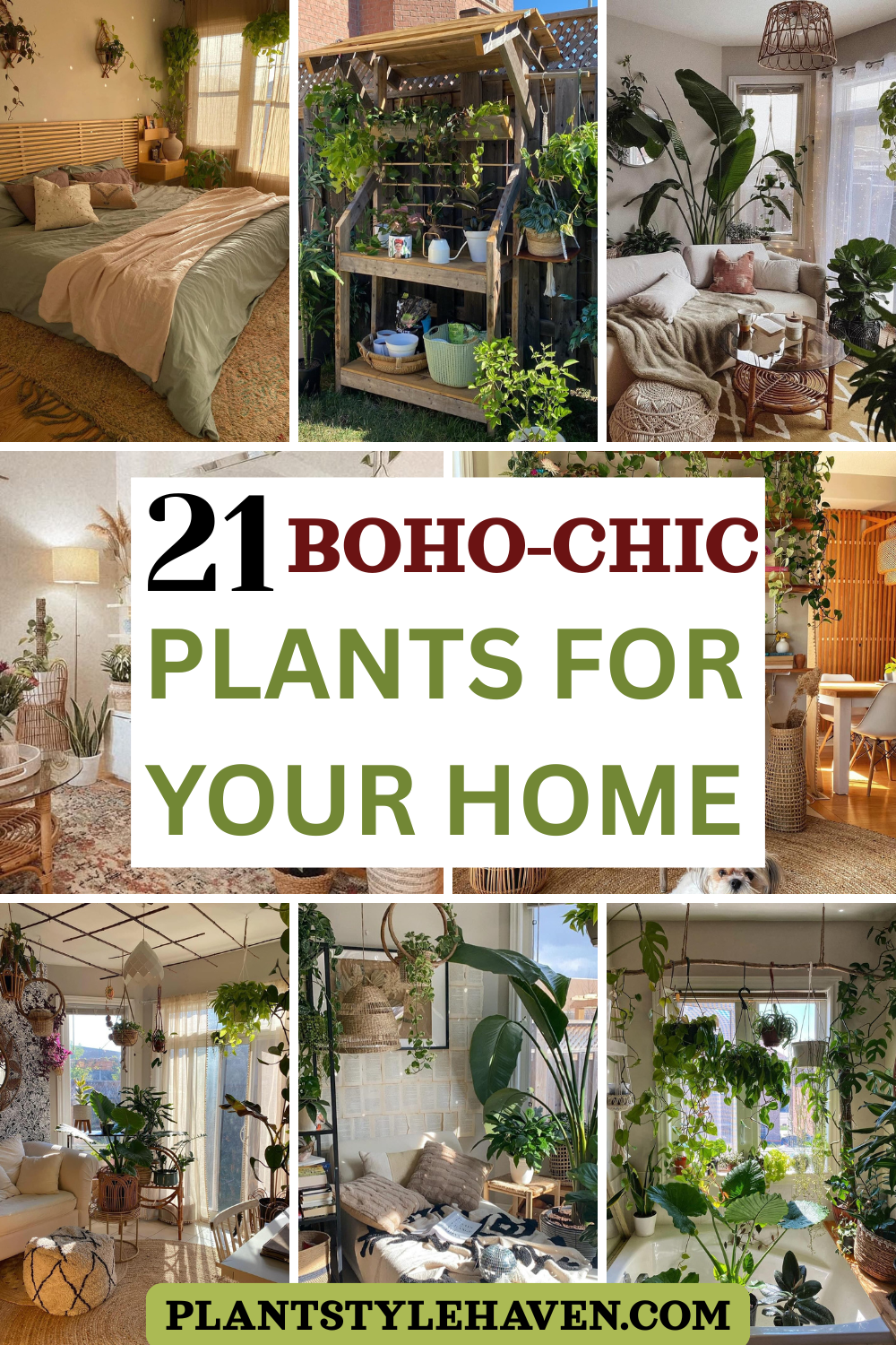 21 Boho-Chic Plants to Transform Your Home