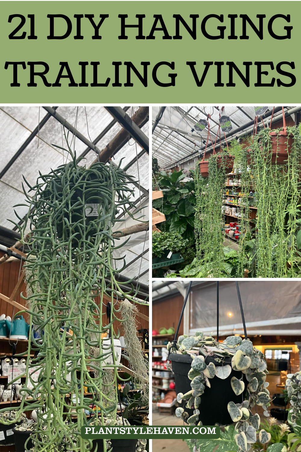 21 DIY Hanging Trailing Vines to Transform Your Space