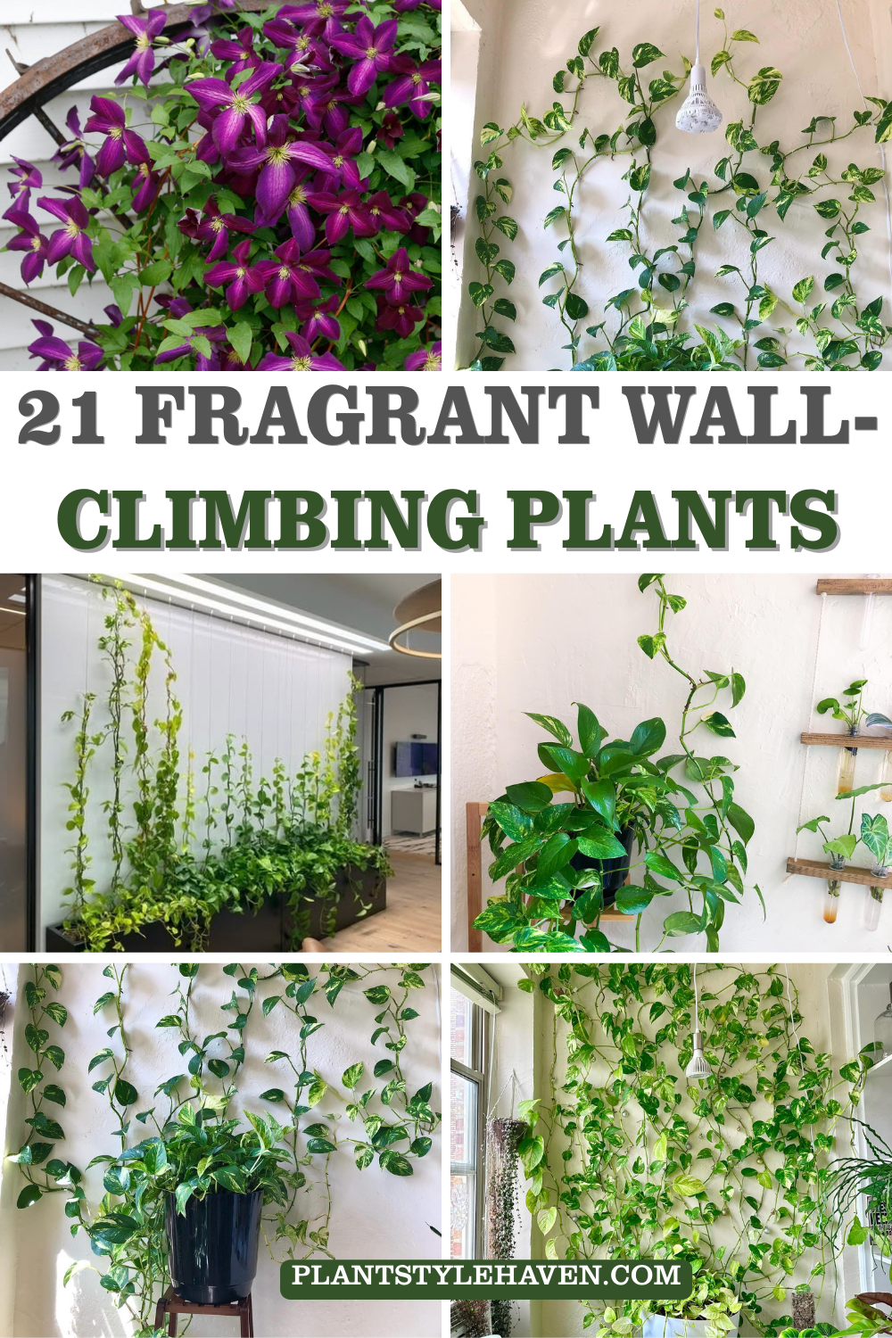21 Fragrant Wall-Climbing Plants for Your Garden