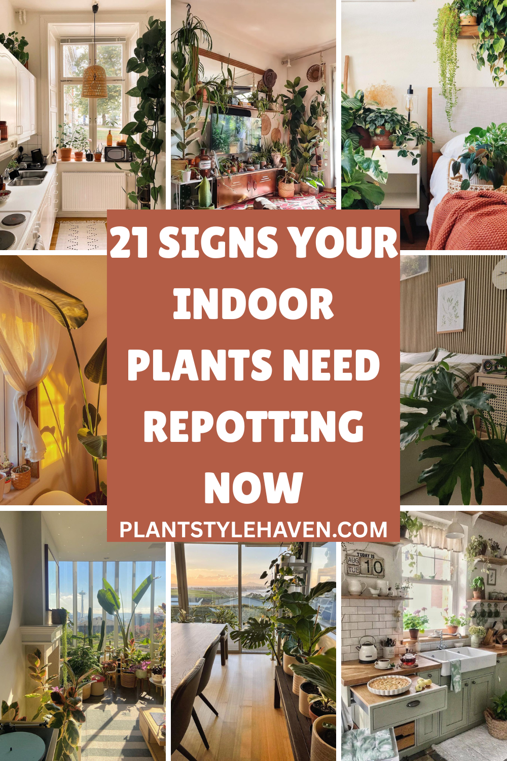21 Signs Your Indoor Plants Need Repotting Now