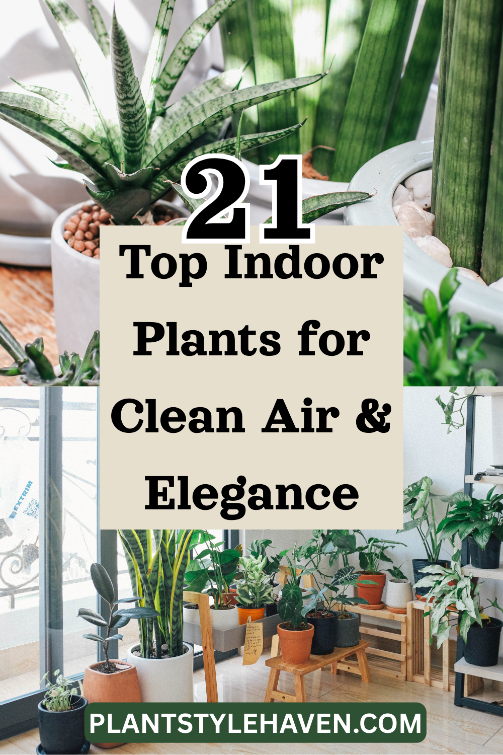 Top Indoor Plants for Clean Air & Elegance