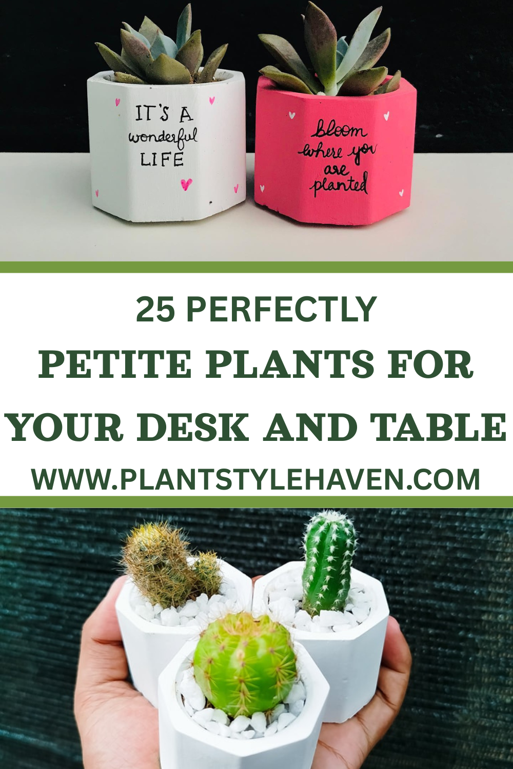 25 Perfectly Petite Plants for Your Desk and Table