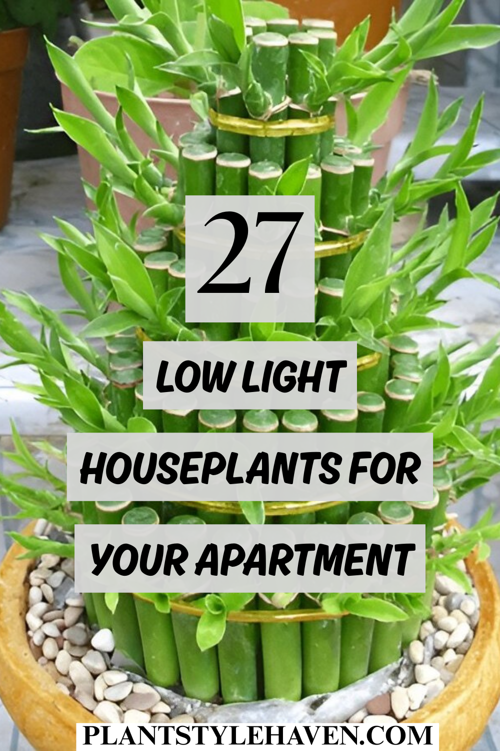 27 Stunning Low Light Houseplants for Your Apartment