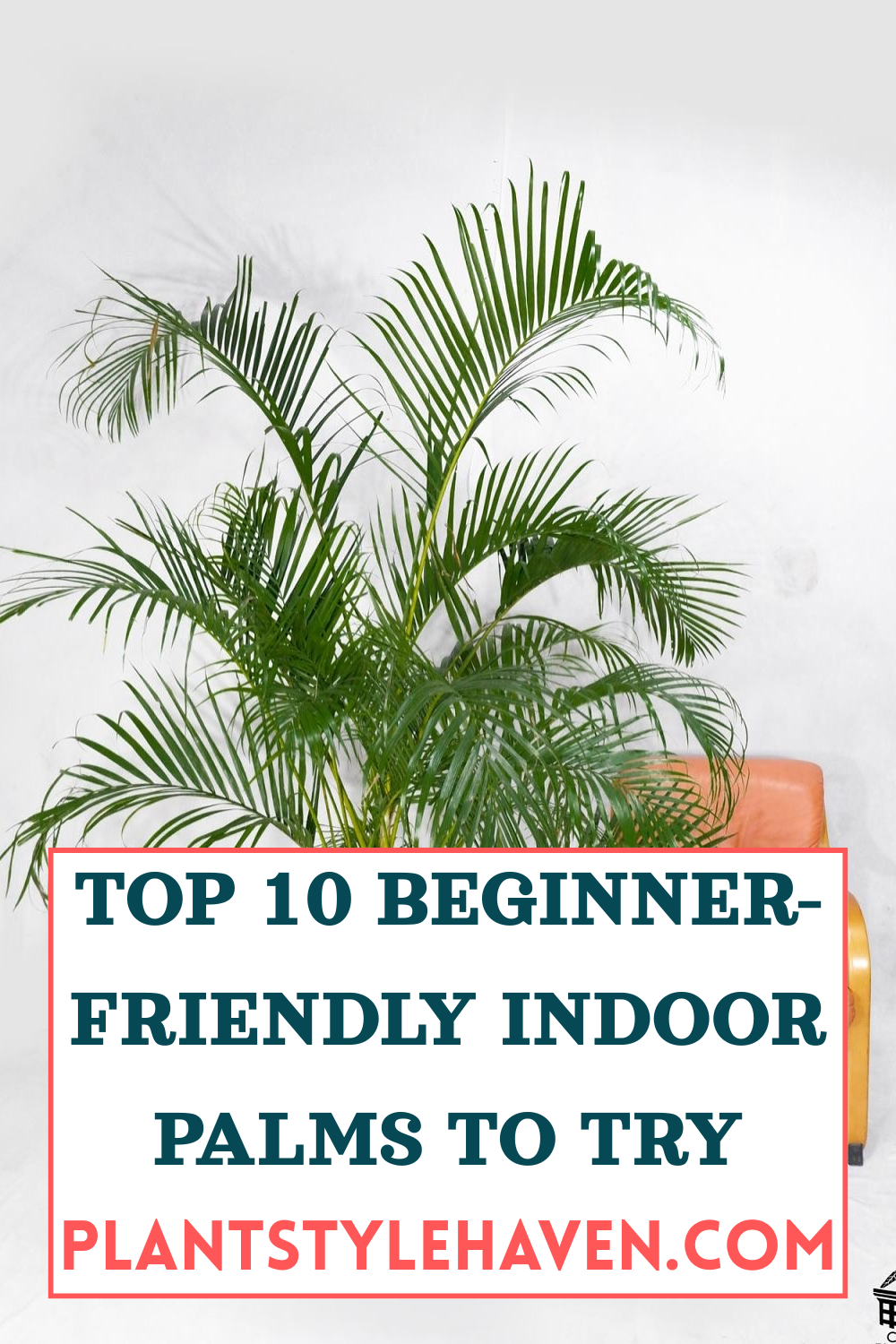 Top 10 Beginner-Friendly Indoor Palms to Try