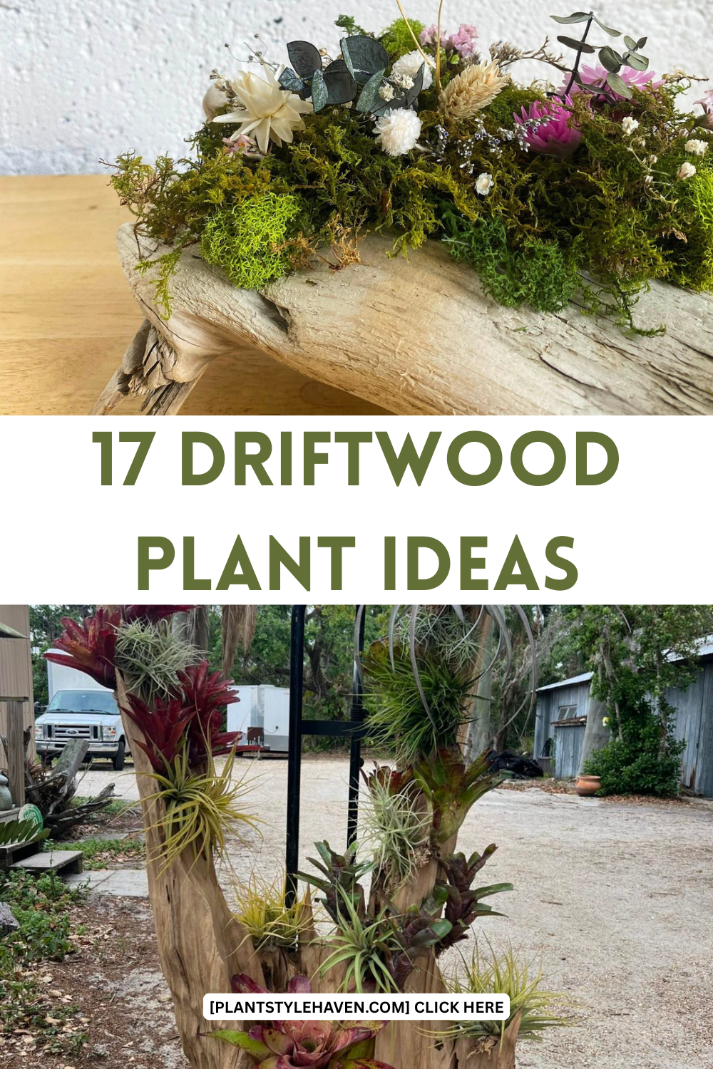 Transform Your Space with Driftwood Plant Ideas