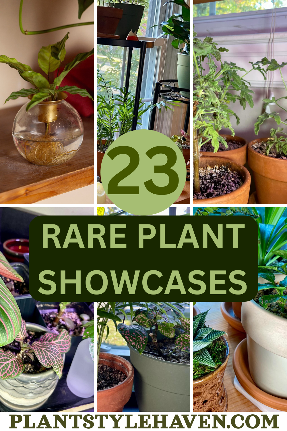 Transform Your Space with Rare Plant Showcases