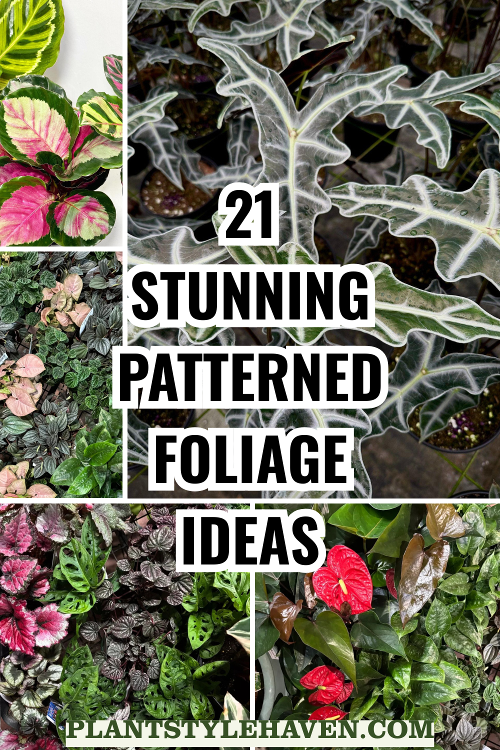 Transform Your Space with Stunning Patterned Foliage
