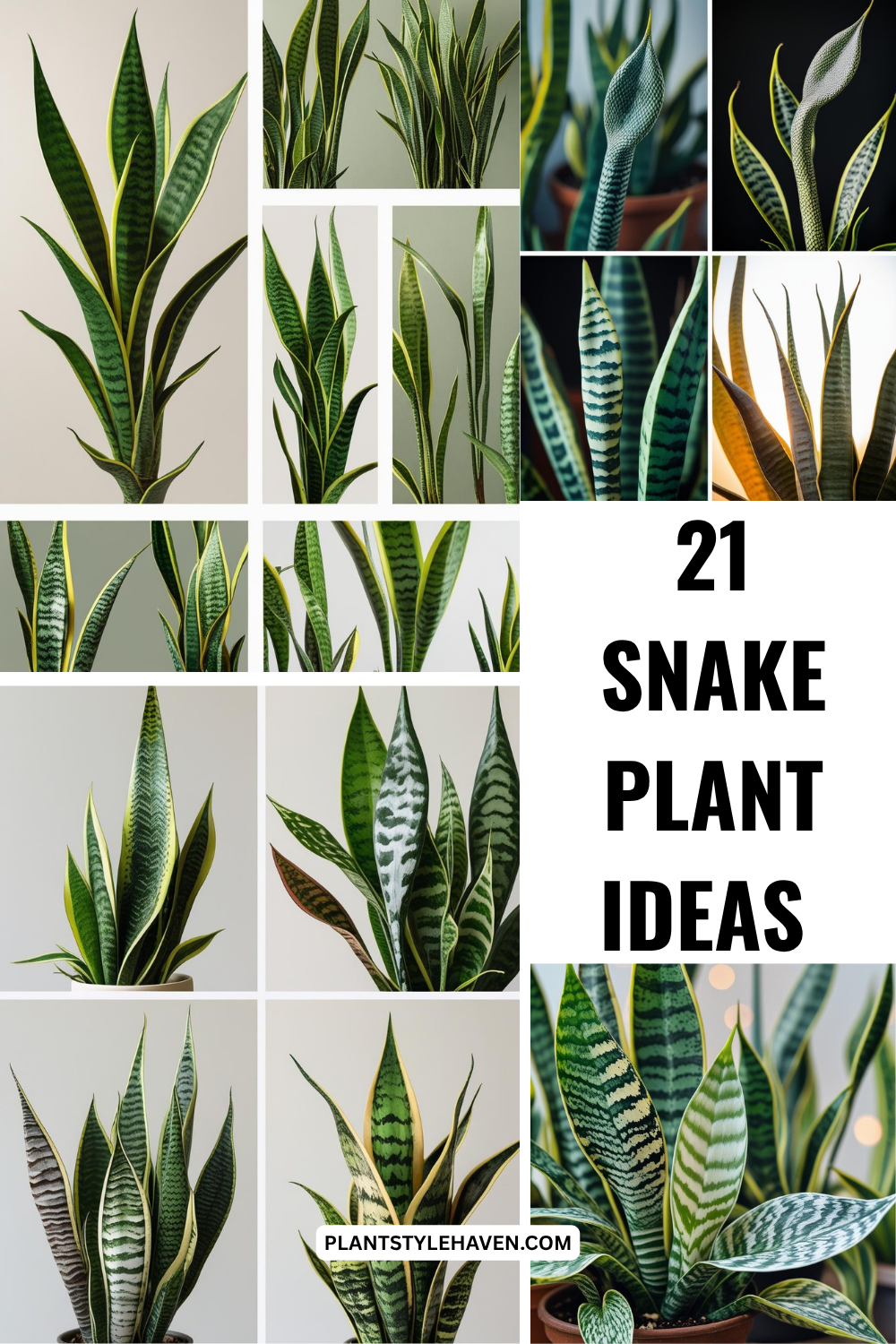 21 Stunning Snake Plant Ideas to Transform Your Space