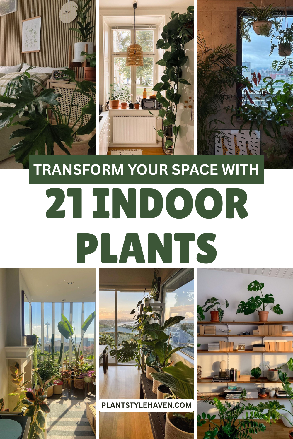 Desert Chic: Transform Your Space with Indoor Plants