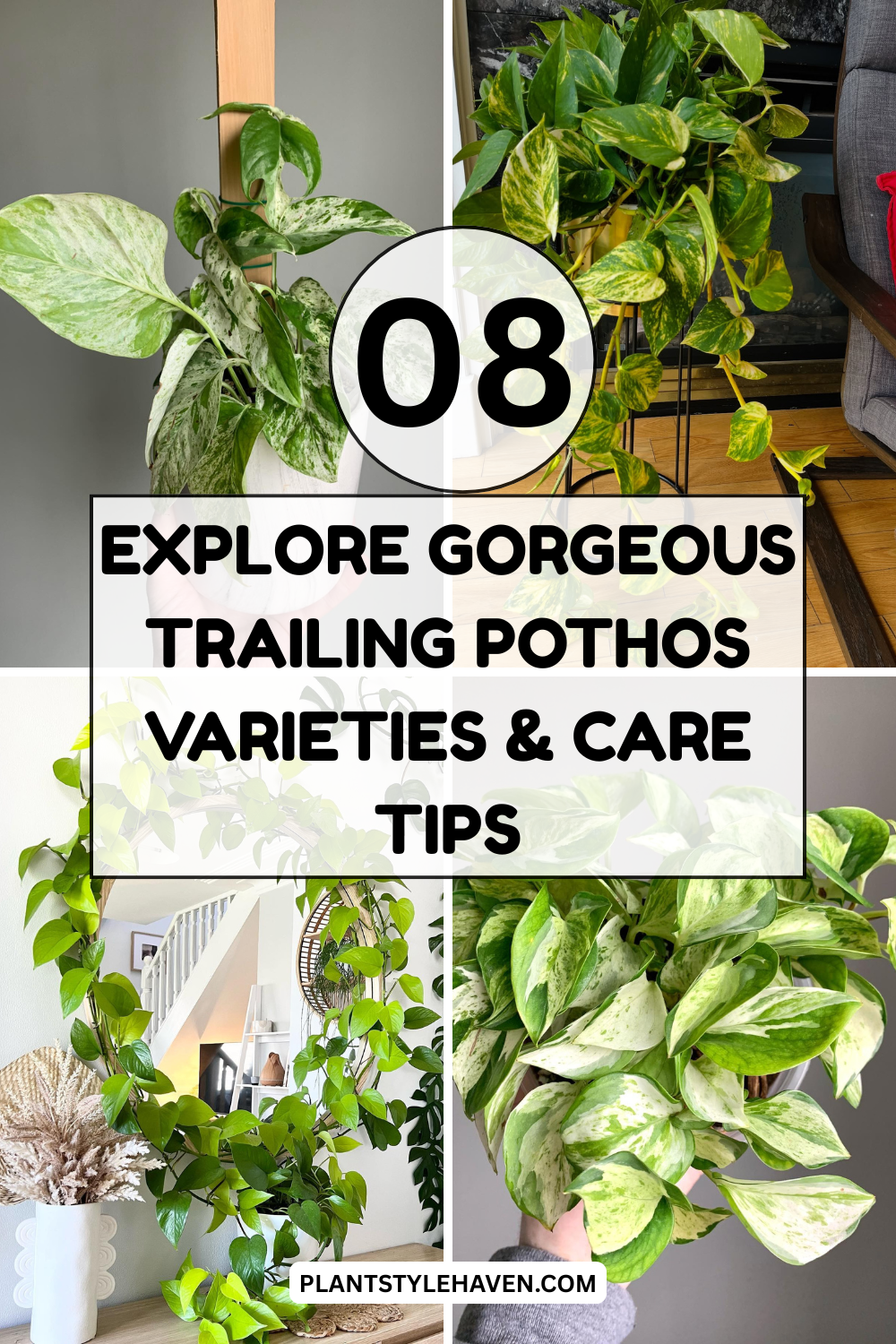 Explore Gorgeous Trailing Pothos Varieties & Care Tips