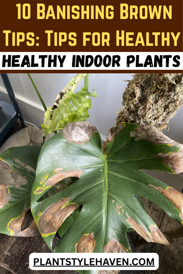 Banishing Brown Tips: Tips for Healthy Indoor Plants